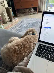 A laptop and a dog