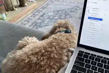 A laptop and a dog