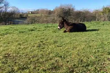 Donkey Having a Siesta 1